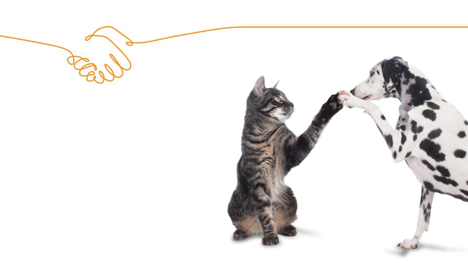 play with the audience