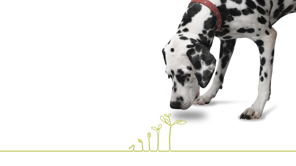 sniff out your proposition